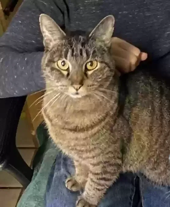 Lost cat in Brandon, FL, 33511