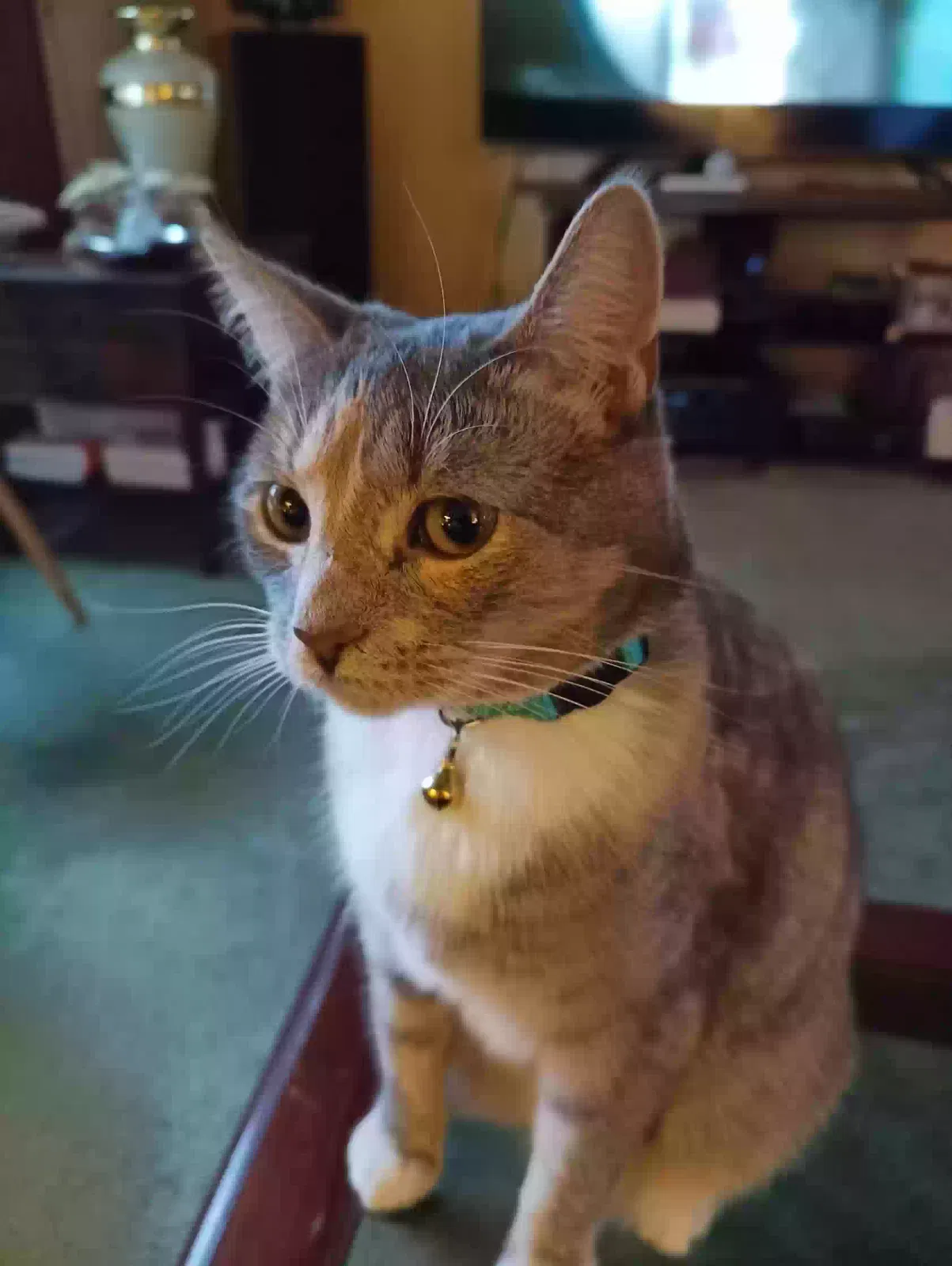 Lost cat in Sacramento, CA, 95826