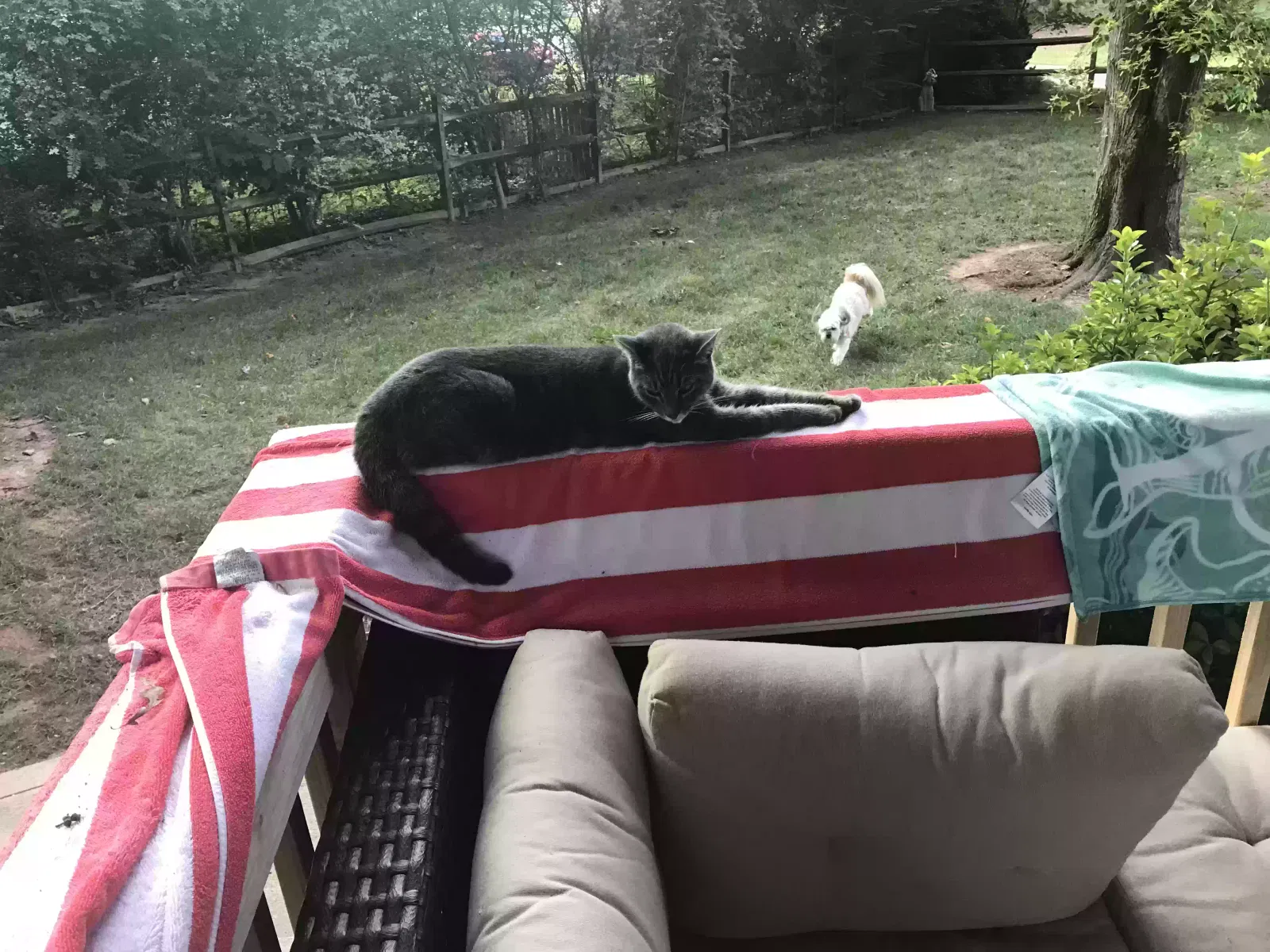 Lost cat in Matthews, NC, 28105
