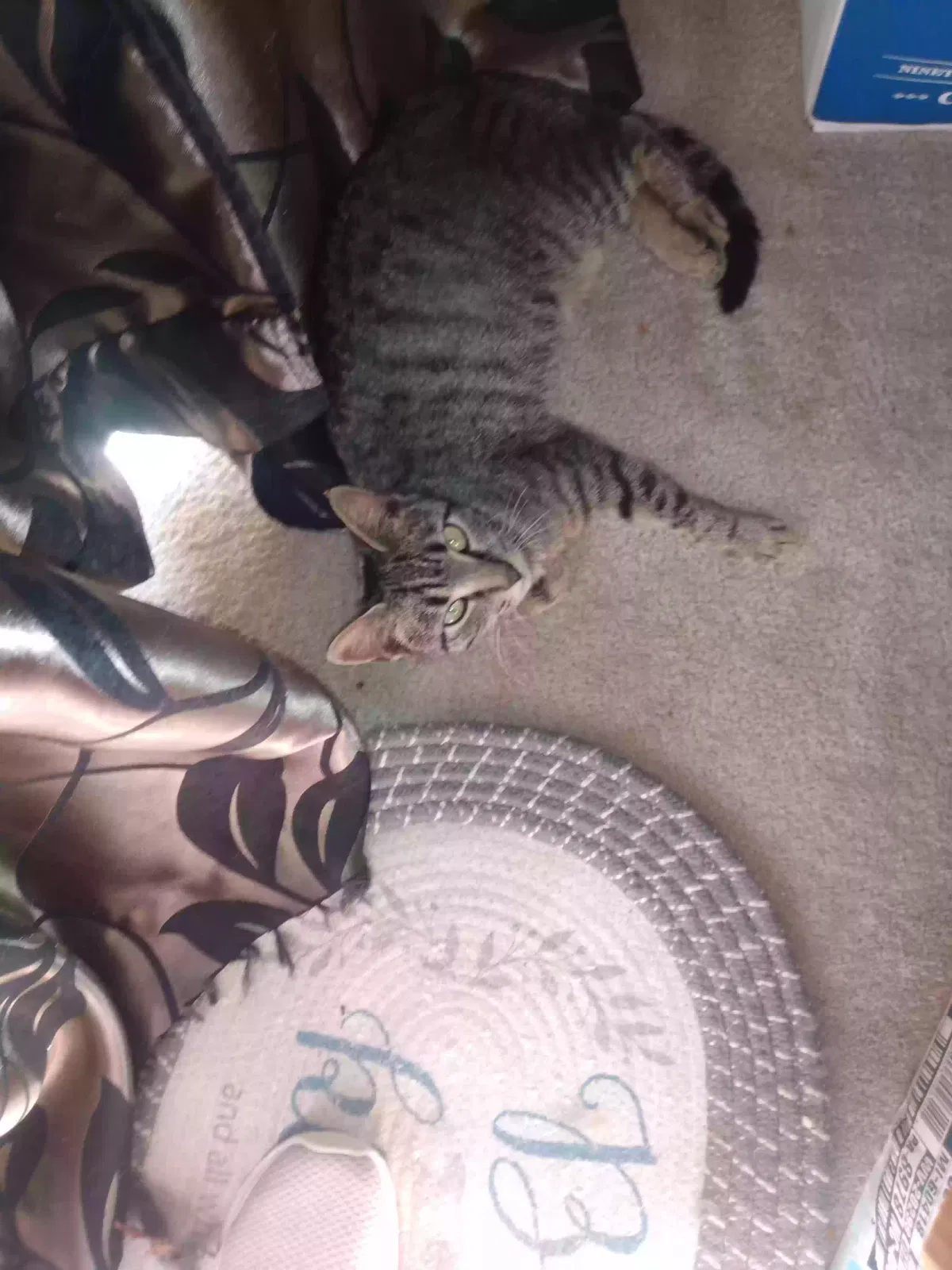 Found cat in China Grove, NC, 28023