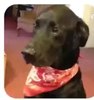 Lost dog in Huntington Beach, CA, 92649