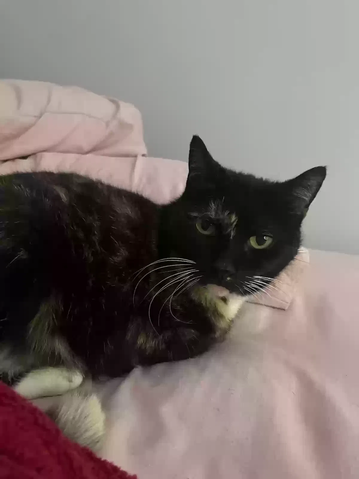 Lost cat in Manassas, VA, 20111