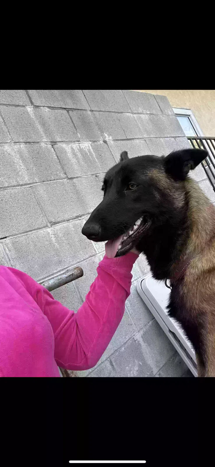 Lost dog in Palmdale, CA, 93550