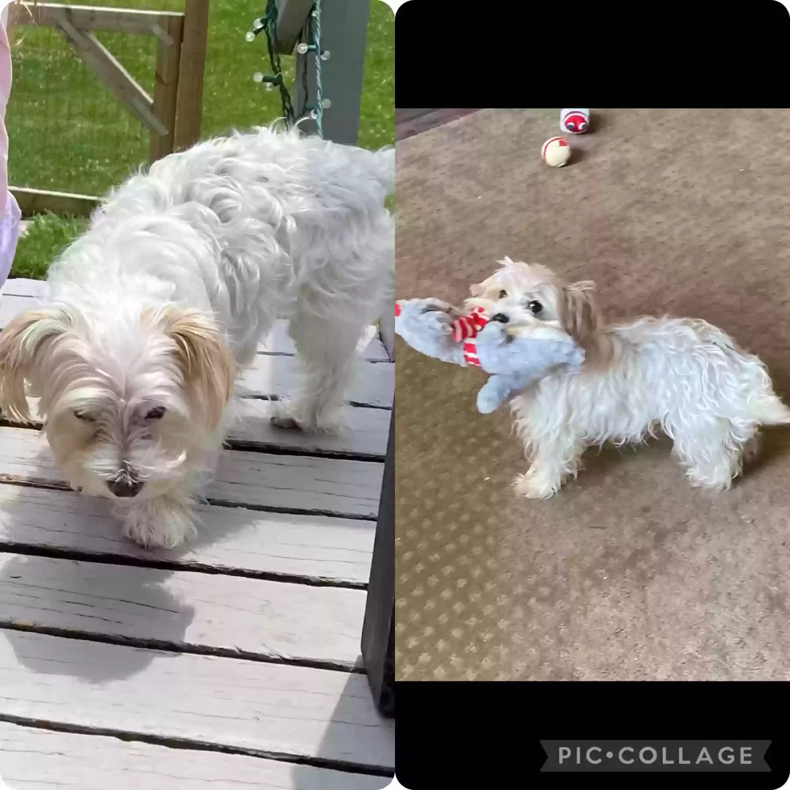 Lost dog in Indianapolis, IN, 46201