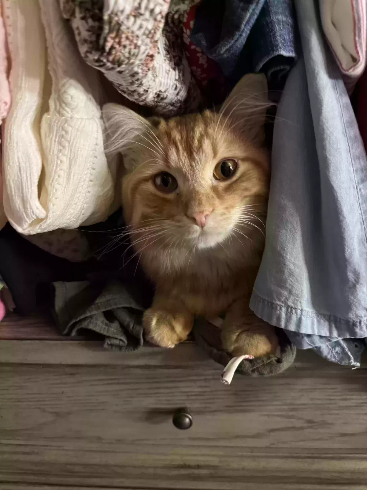 Lost cat in Des Moines, IA, 50320