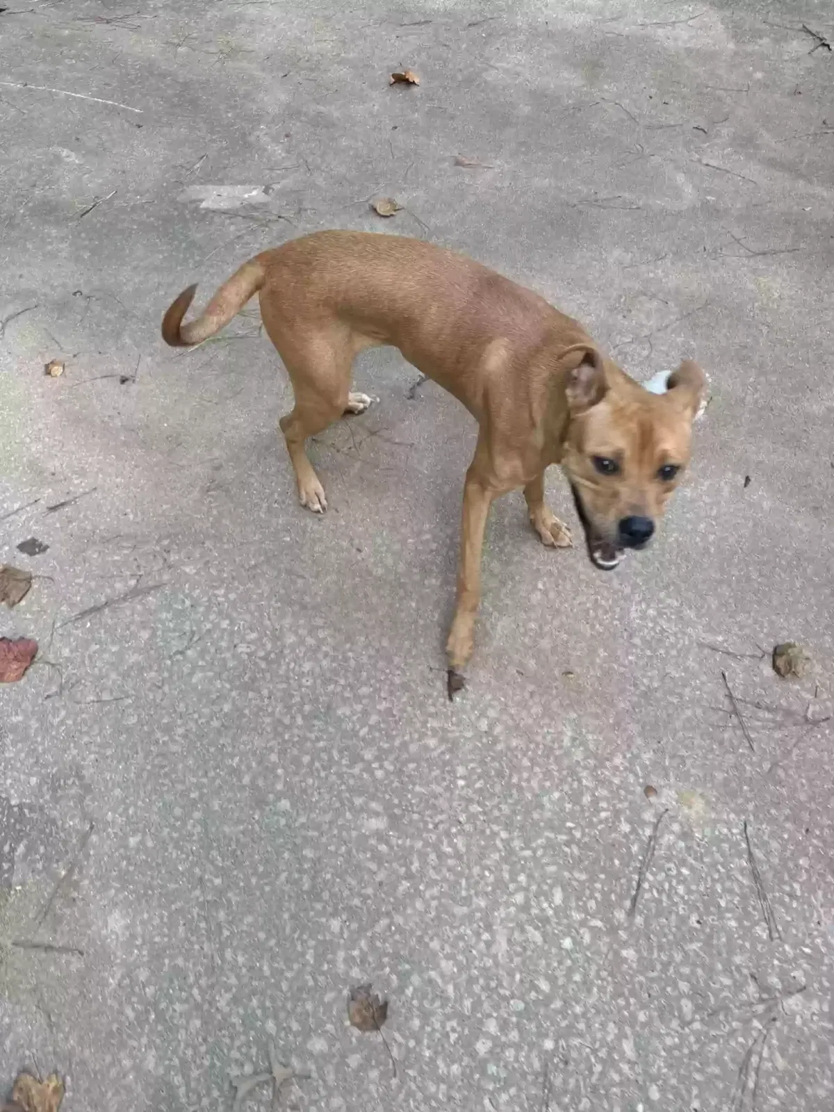 Found dog in Douglasville, GA, 30135