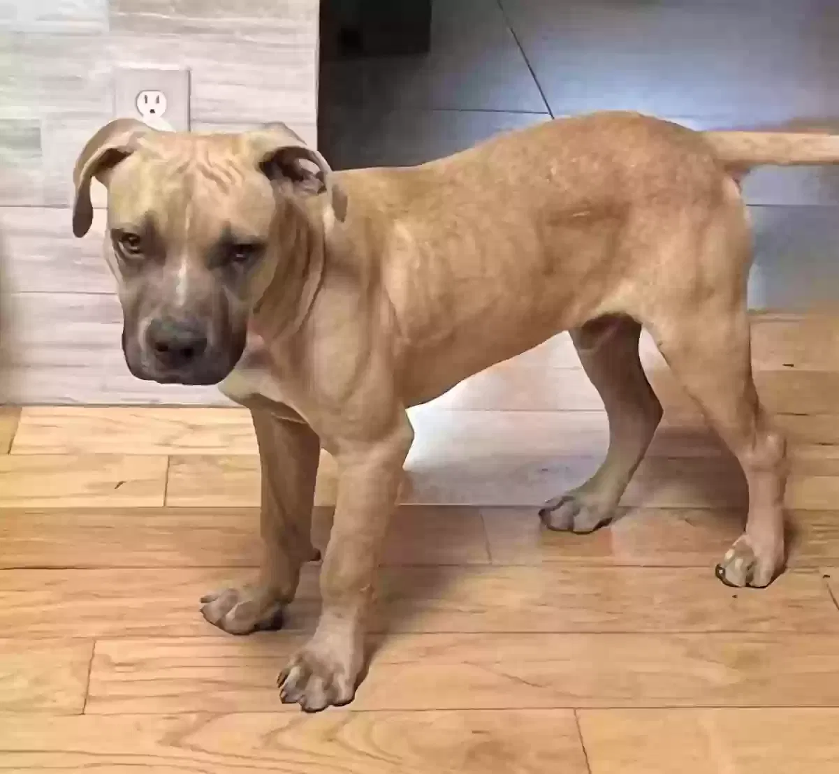 Found dog in Fresno, CA, 93703