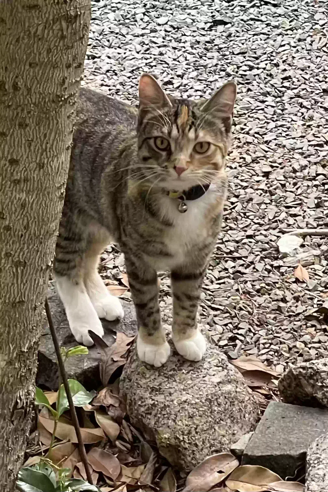Lost cat in Fort Mill, SC, 29708