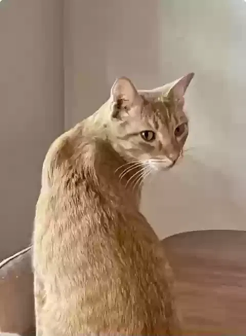 Lost cat in Arlington, TX, 76013