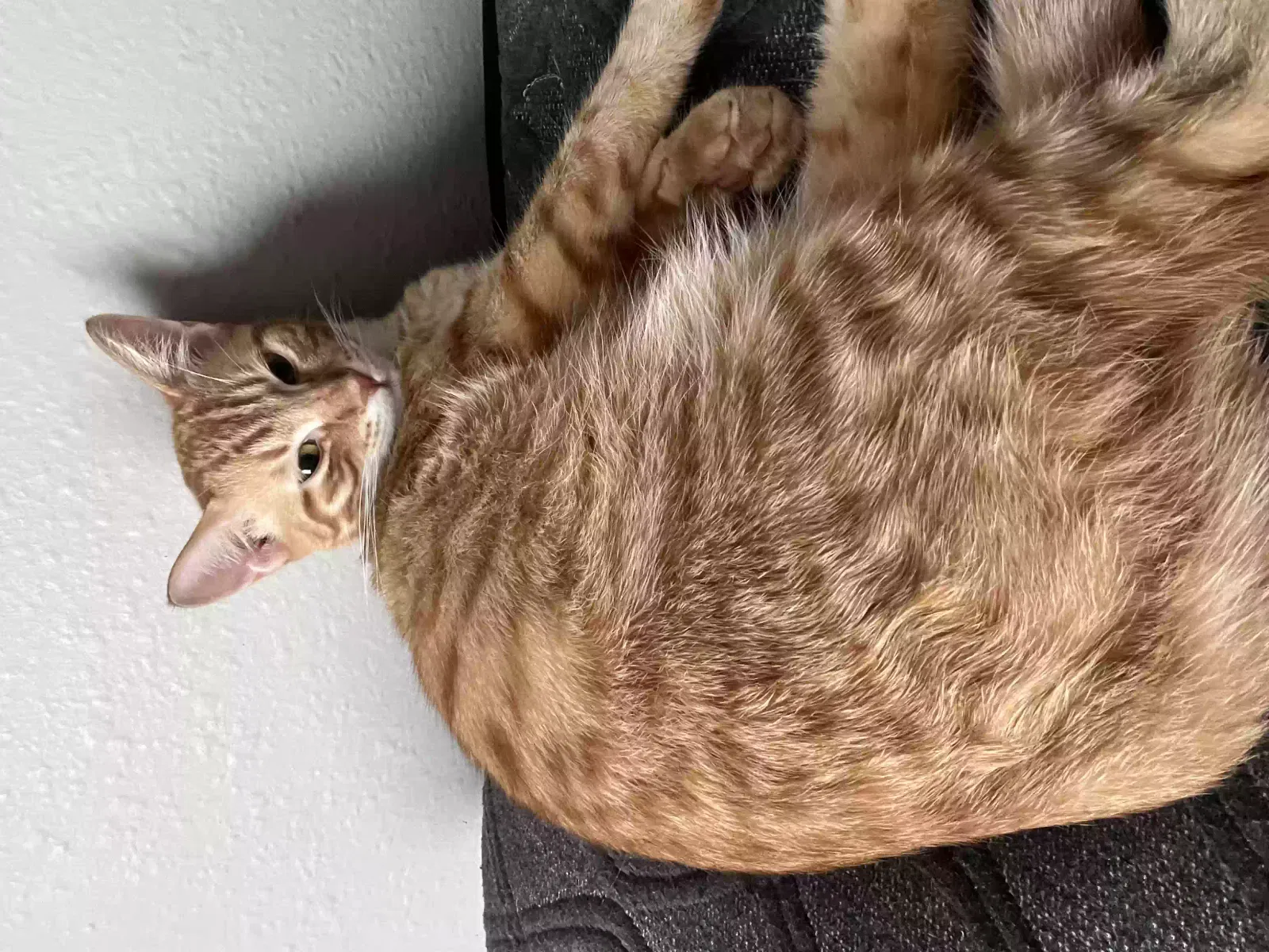 Lost cat in Corpus Christi, TX, 78411