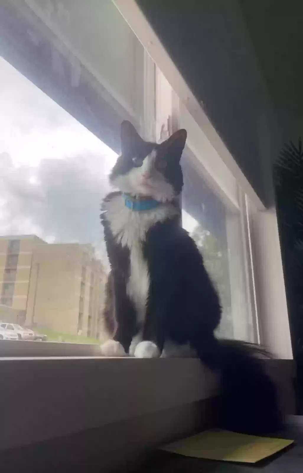 Lost cat in Knoxville, TN, 37915