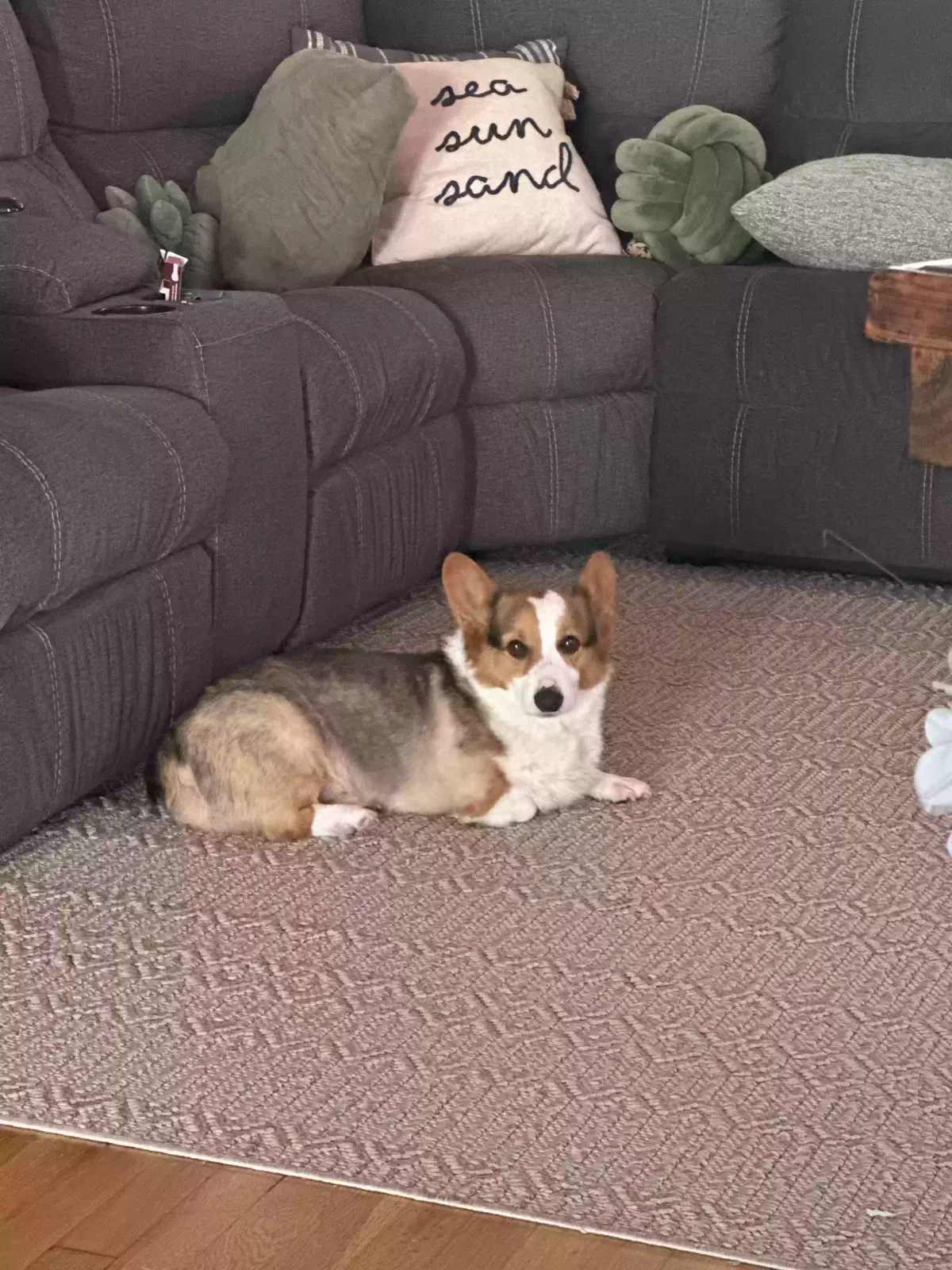 Lost dog in Corpus Christi, TX, 78411