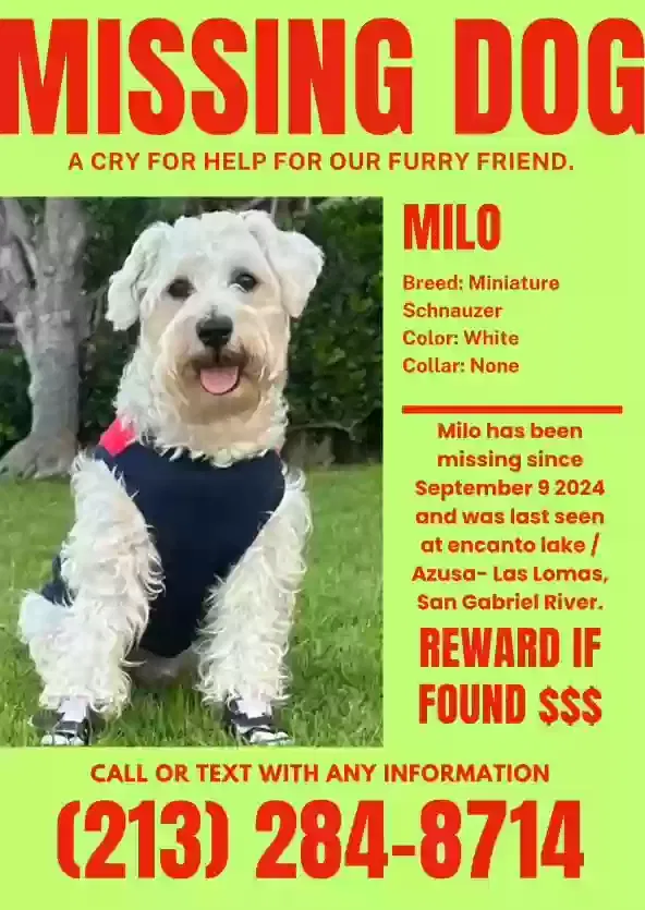 Lost dog in Los Angeles, CA, 90004