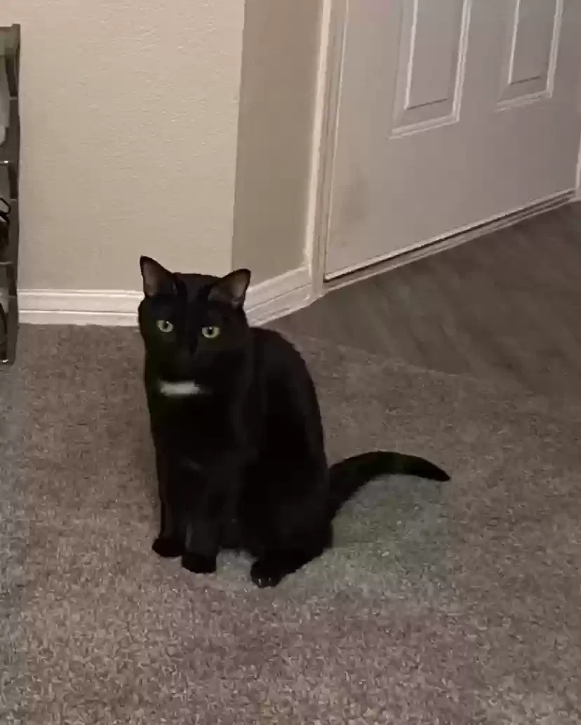 Lost cat in Las Vegas, NV, 89115
