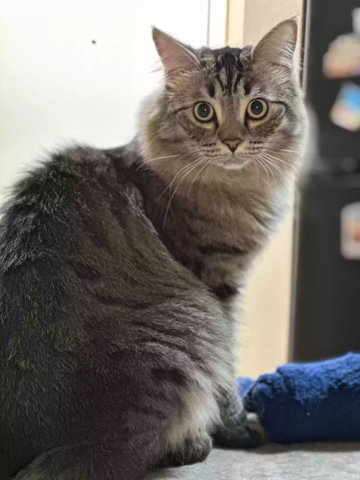Lost cat in Kirkland, WA, 98034