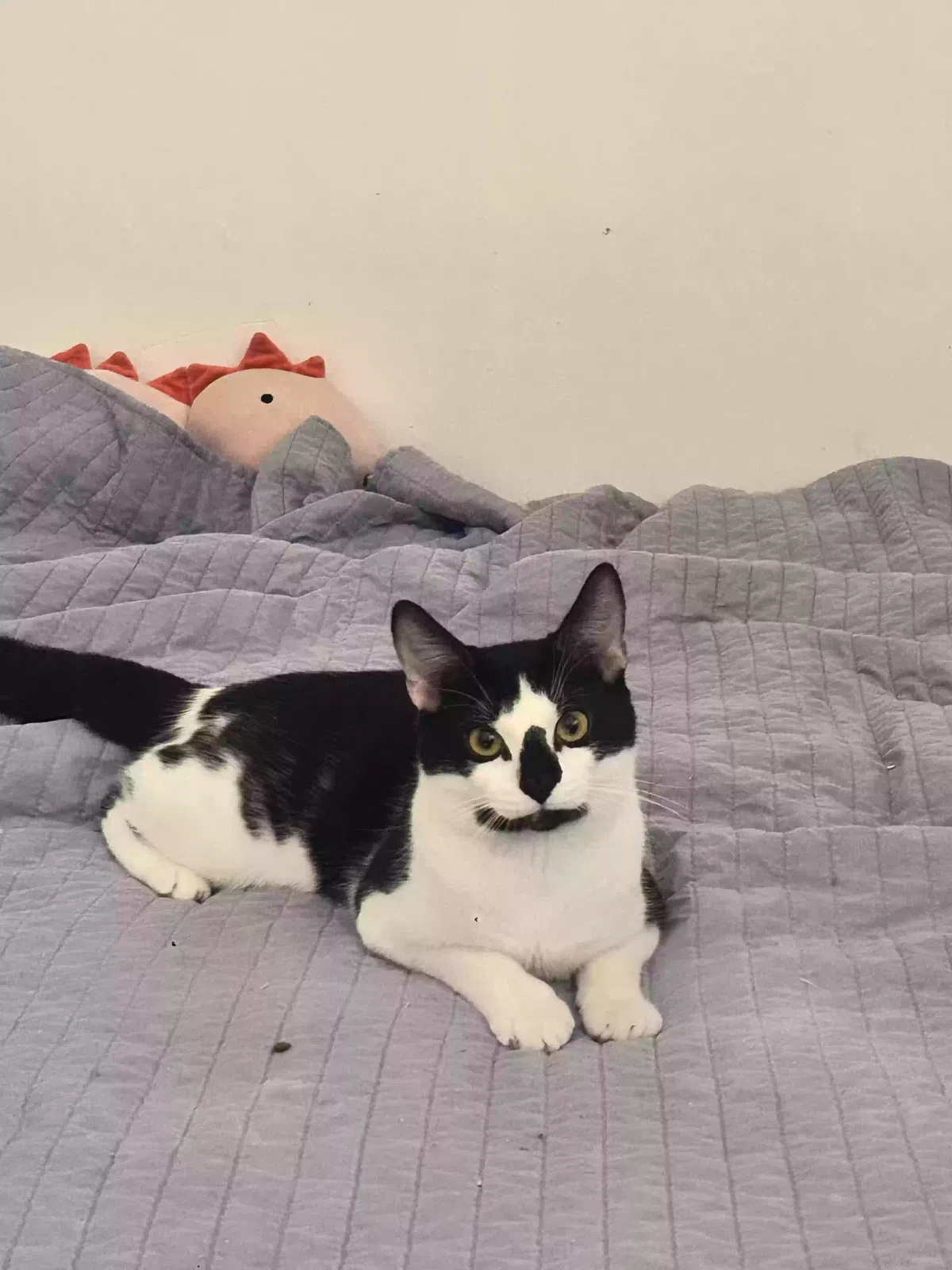 Lost cat in Hollywood, FL, 33020
