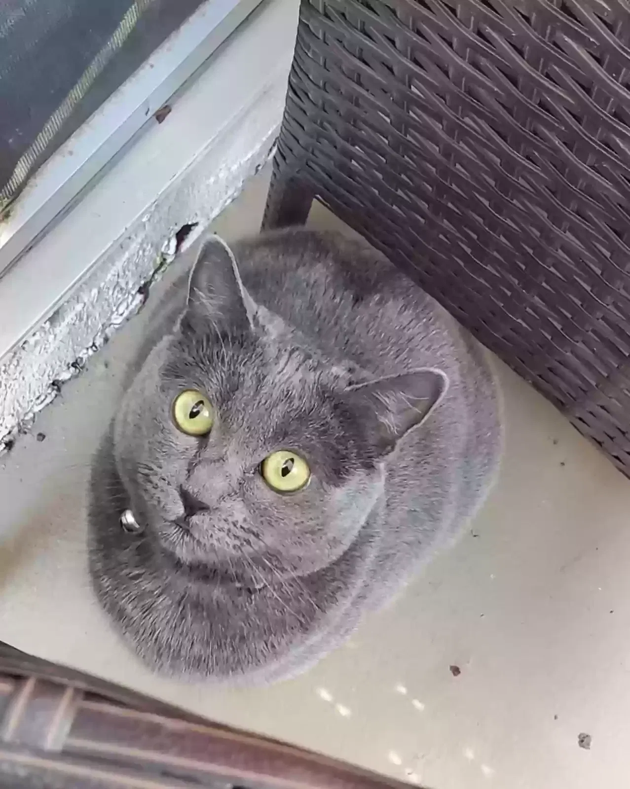 Lost cat in Oceanside, CA, 92058