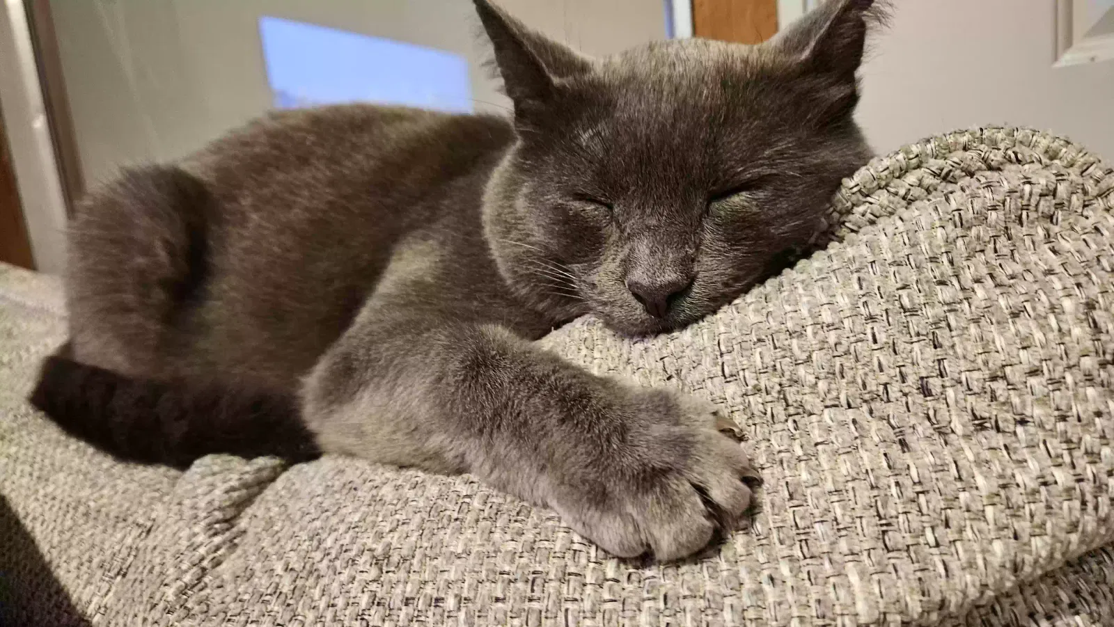 Lost cat in Edmonds, WA, 98020
