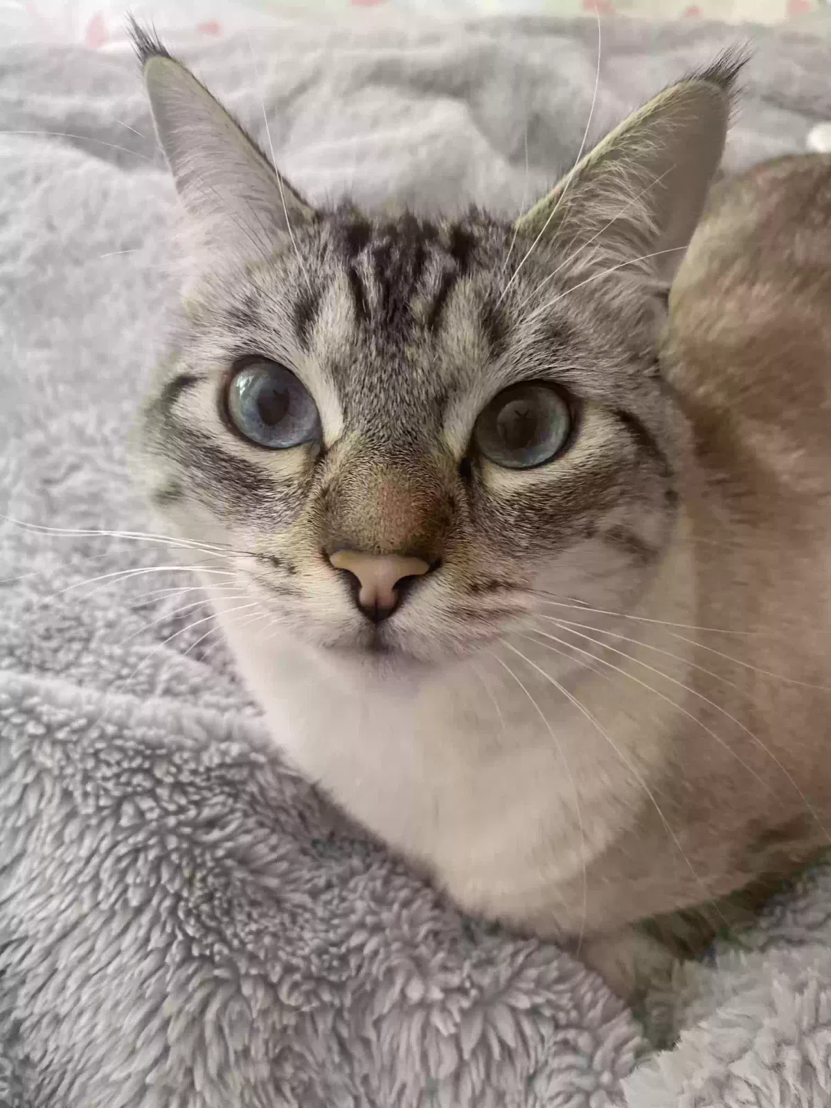 Lost cat in Gresham, OR, 97080