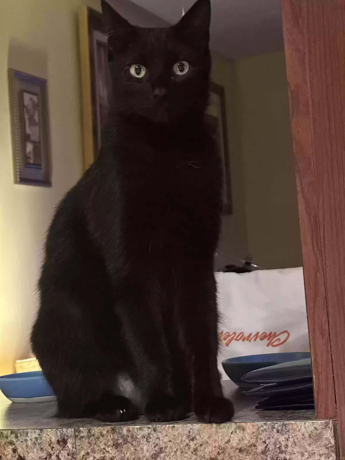 Lost cat in Hollywood, FL, 33025