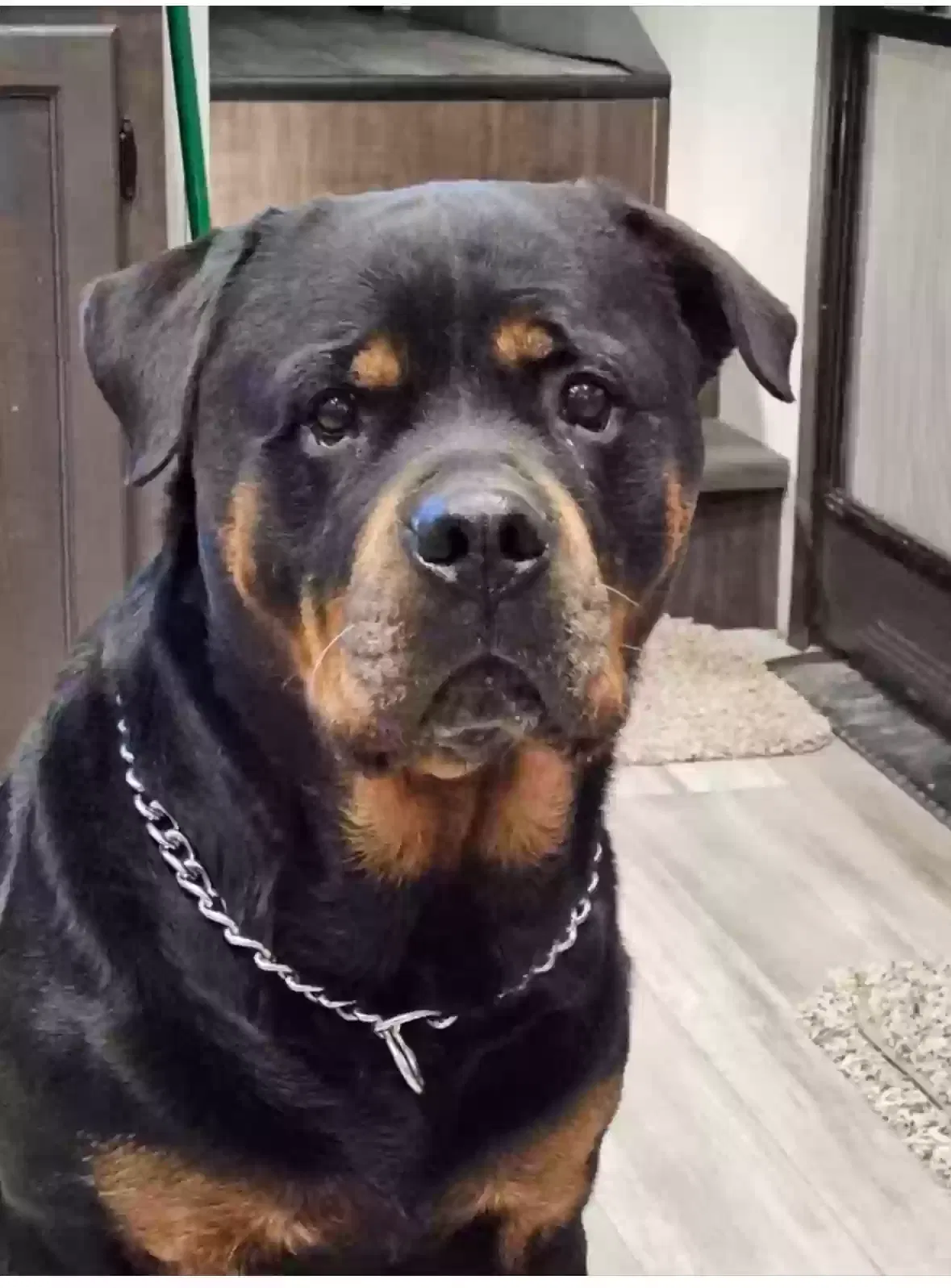 Lost dog in Baytown, TX, 77521