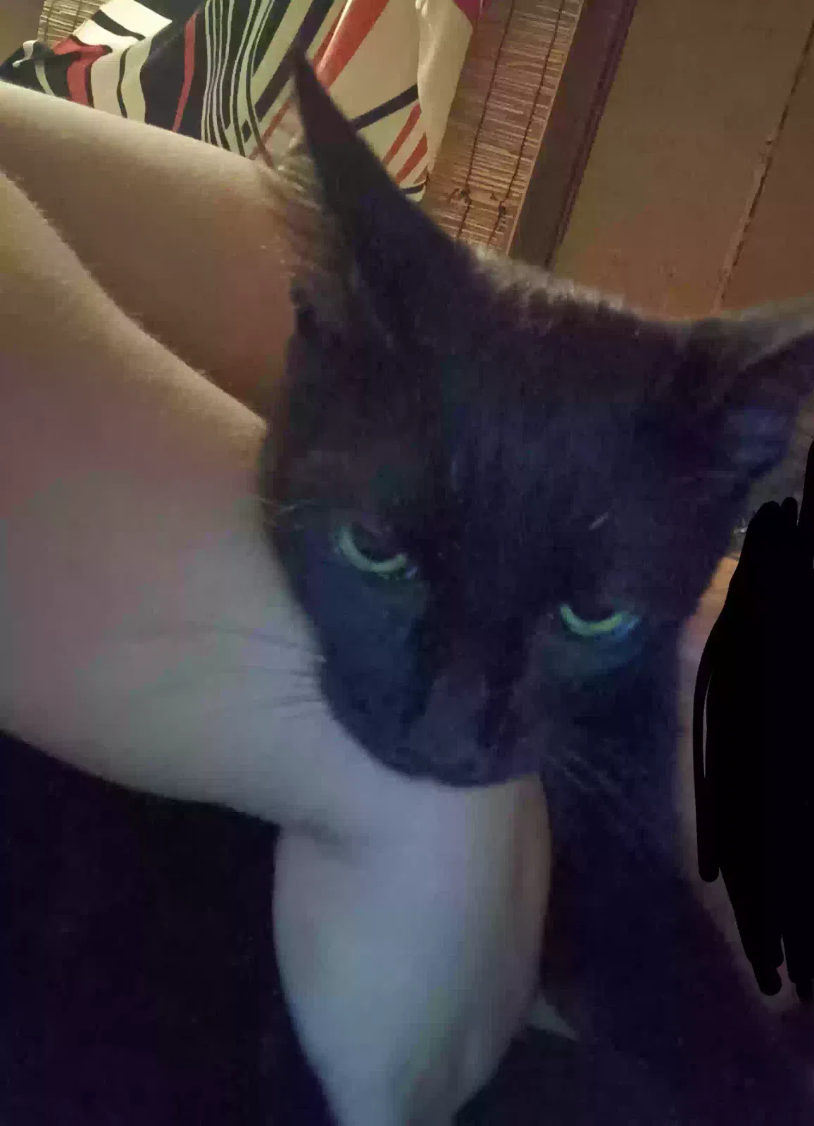 Lost cat in Houston, TX, 77003
