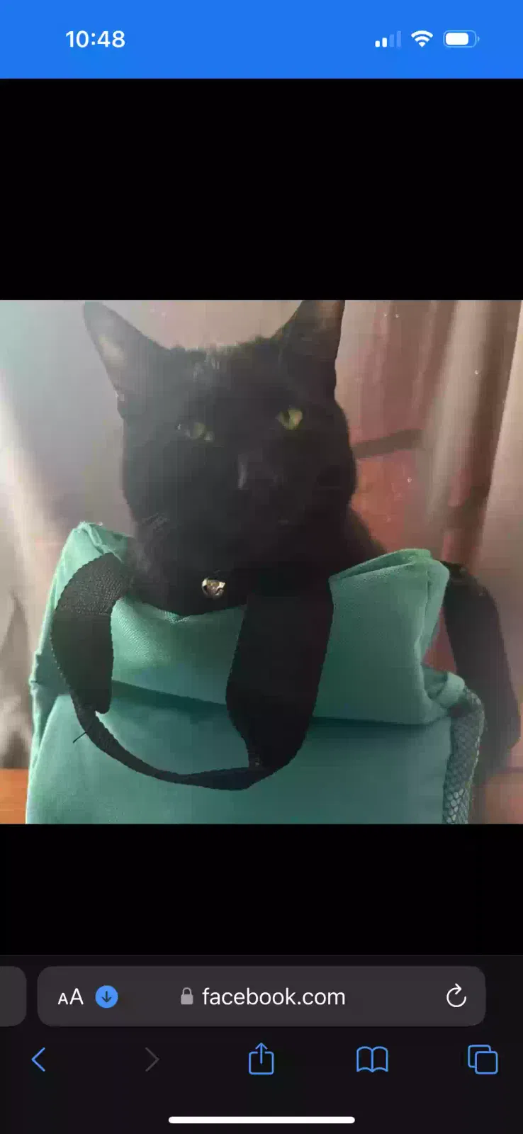 Lost cat in Halethorpe, MD, 21227