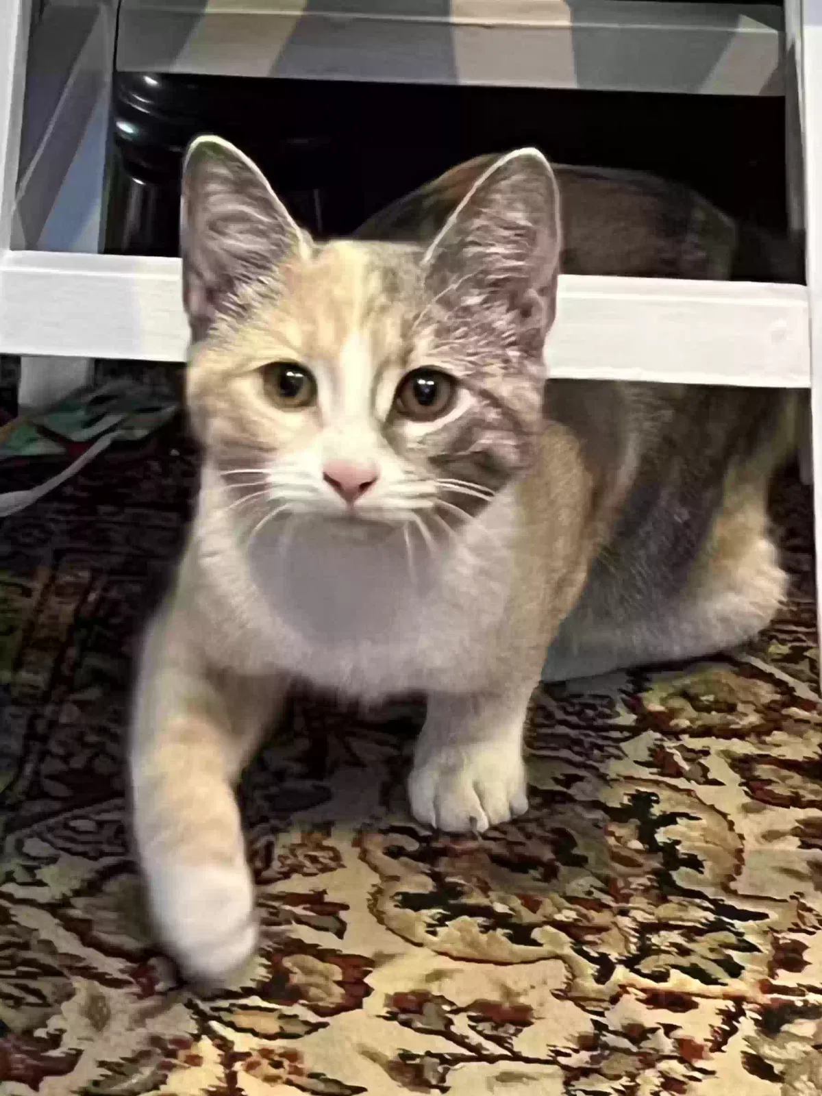 Found cat in Rainbow City, AL, 35906