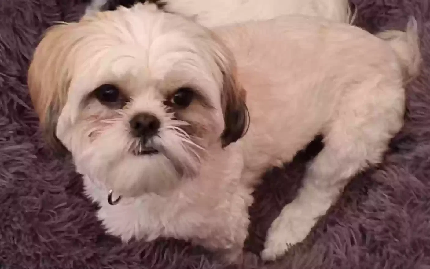Lost dog in Fort Lauderdale, FL, 33313