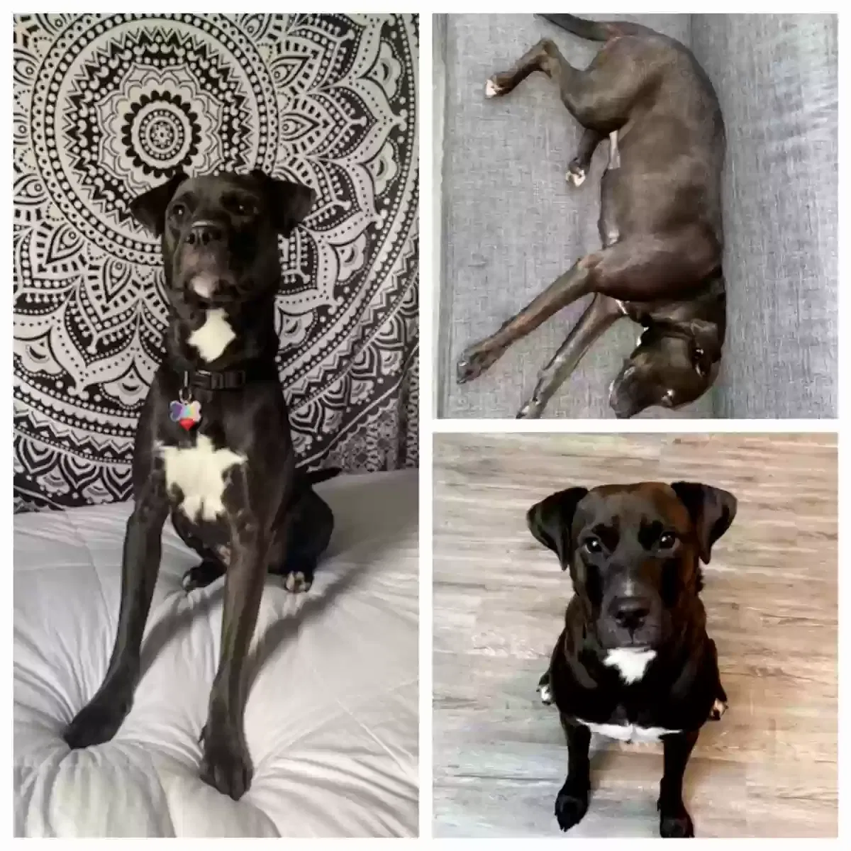 Lost dog in Apopka, FL, 32712