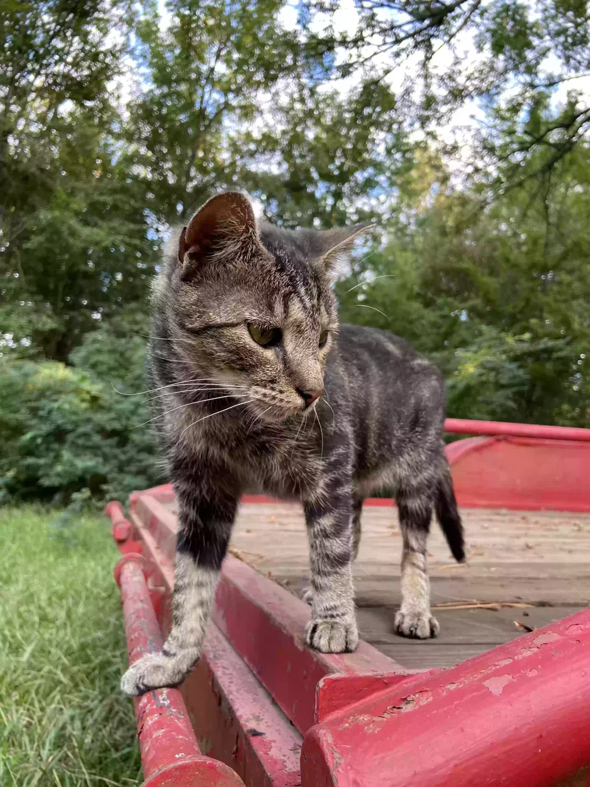 Lost cat in Conway, AR, 72032