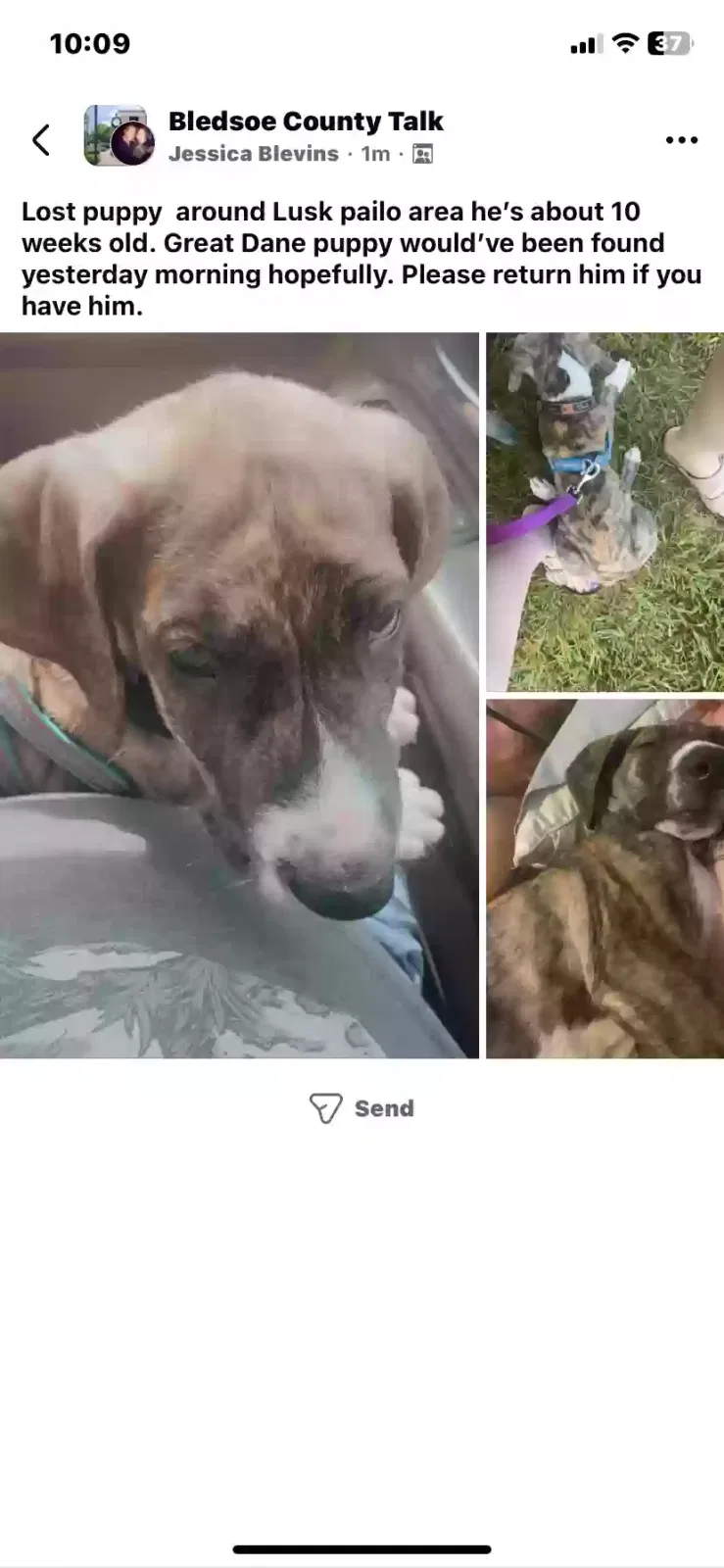 Lost dog in Dunlap, TN, 37327