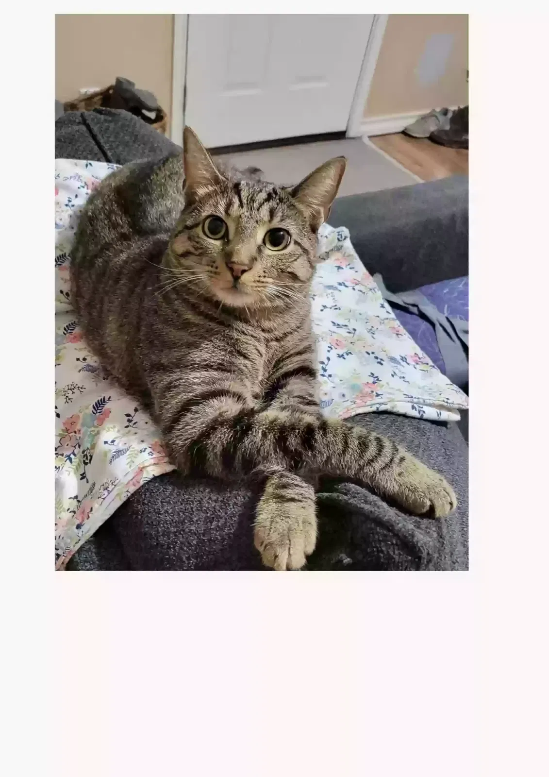 Lost cat in Spring Branch, TX, 78070