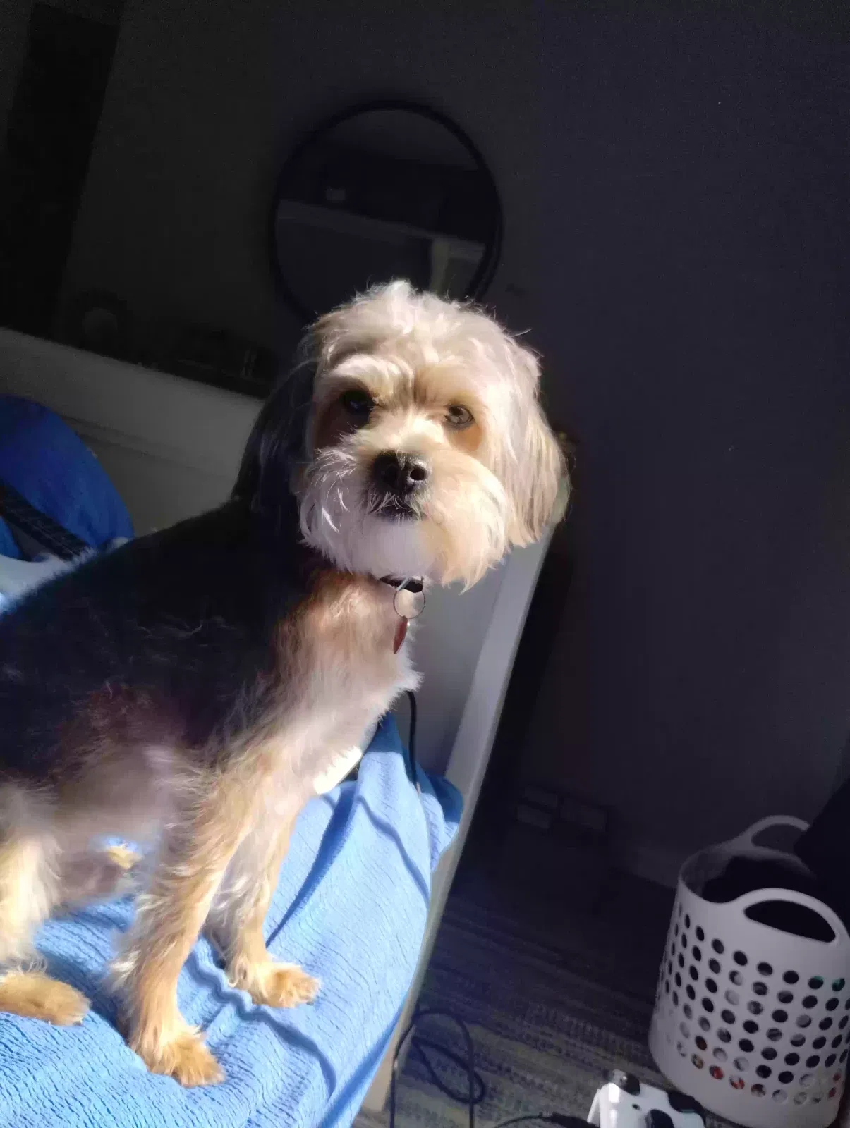 Lost dog in Austin, TX, 73301