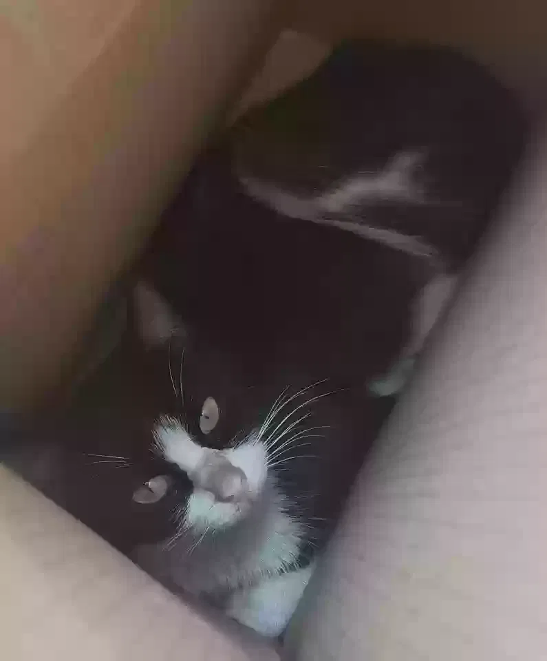 Lost cat in Dayton, OH, 45440