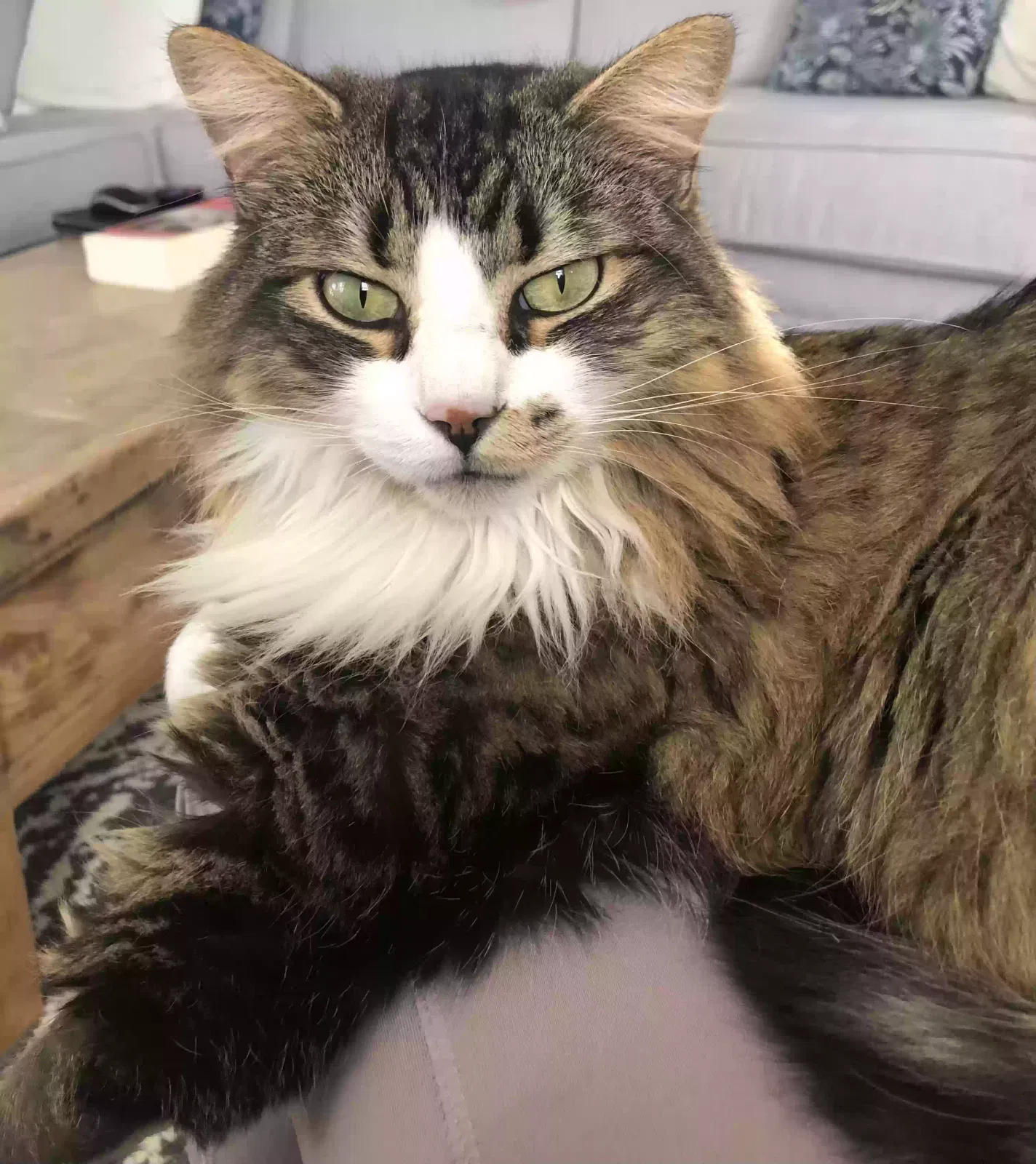 Lost cat in Charleston, SC, 29407