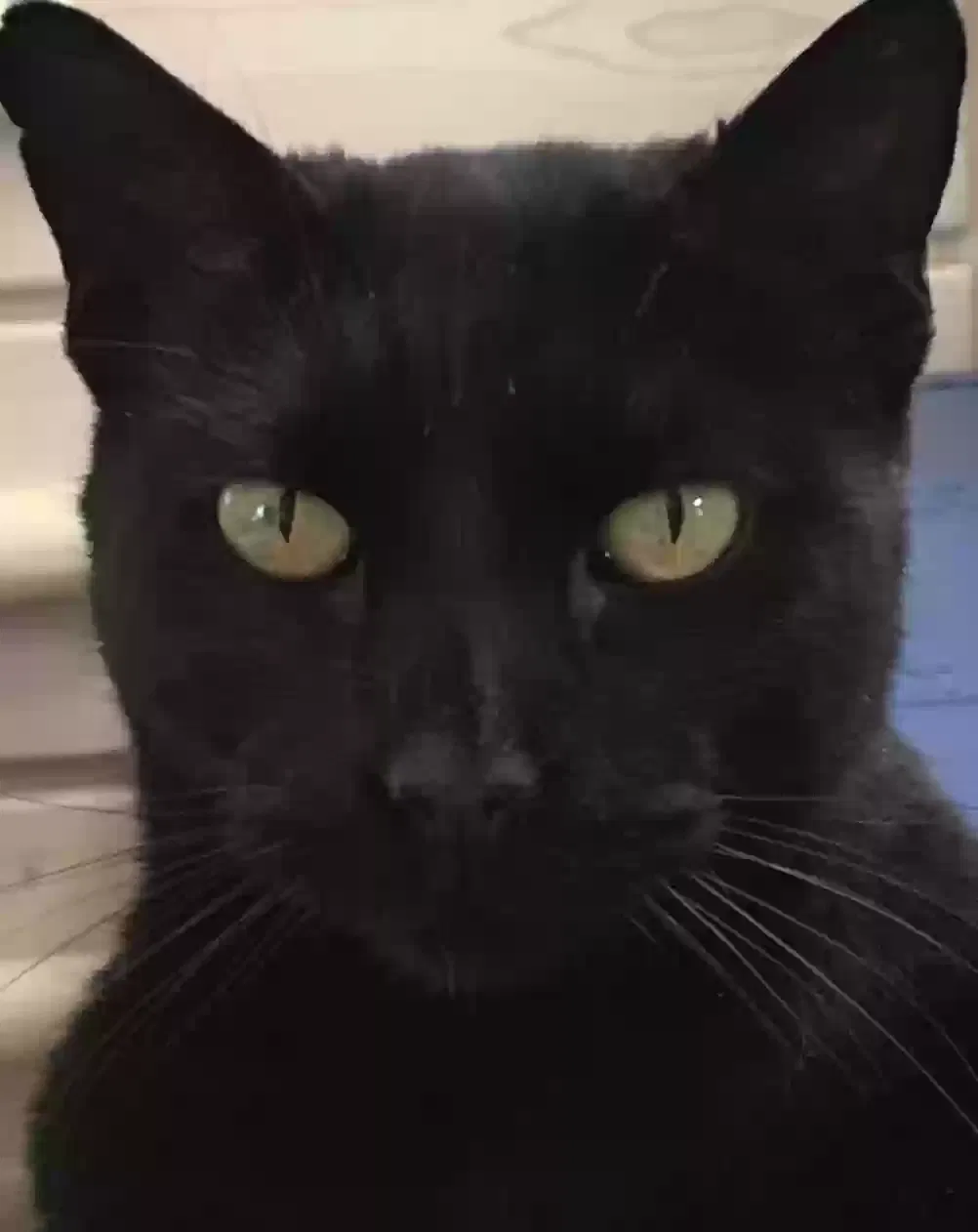Lost cat in Pocatello, ID, 83204