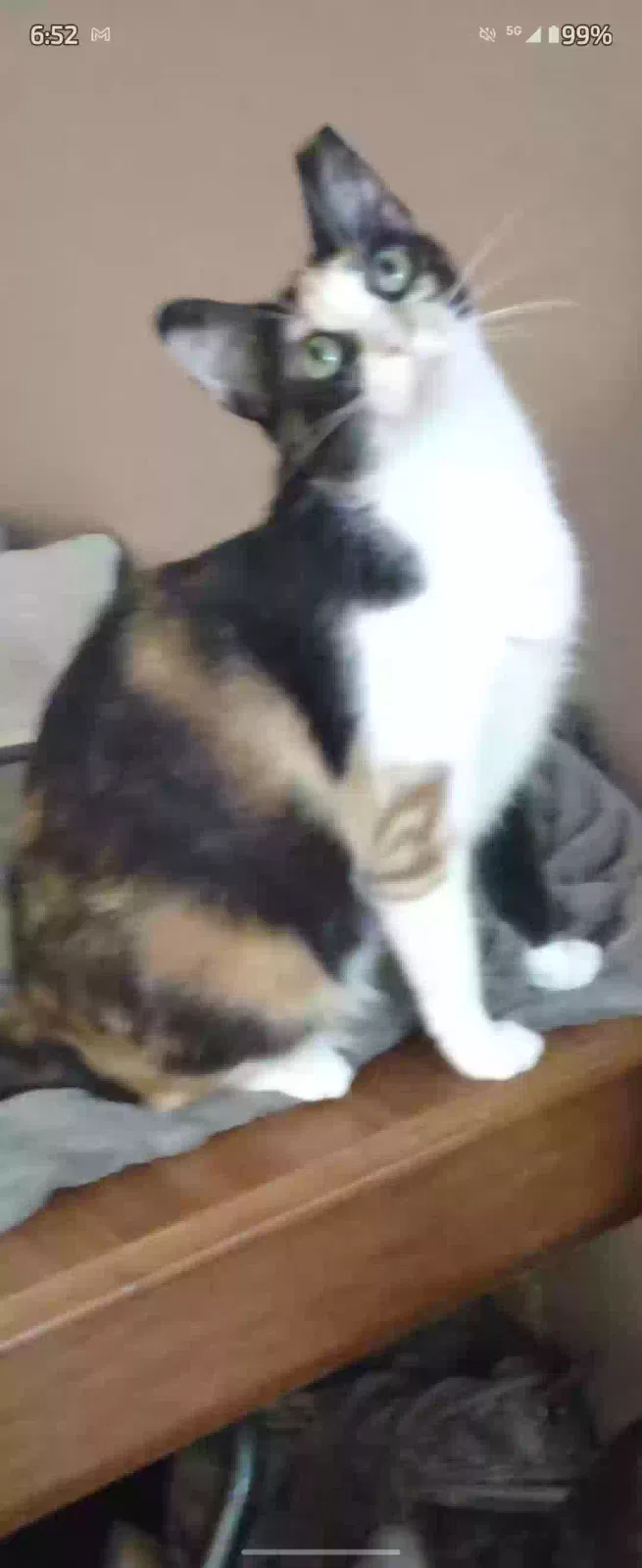 Lost cat in Tulsa, OK, 74116