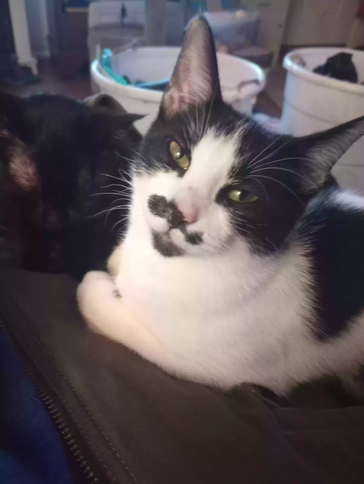 Lost cat in Ridgefield, WA, 98642