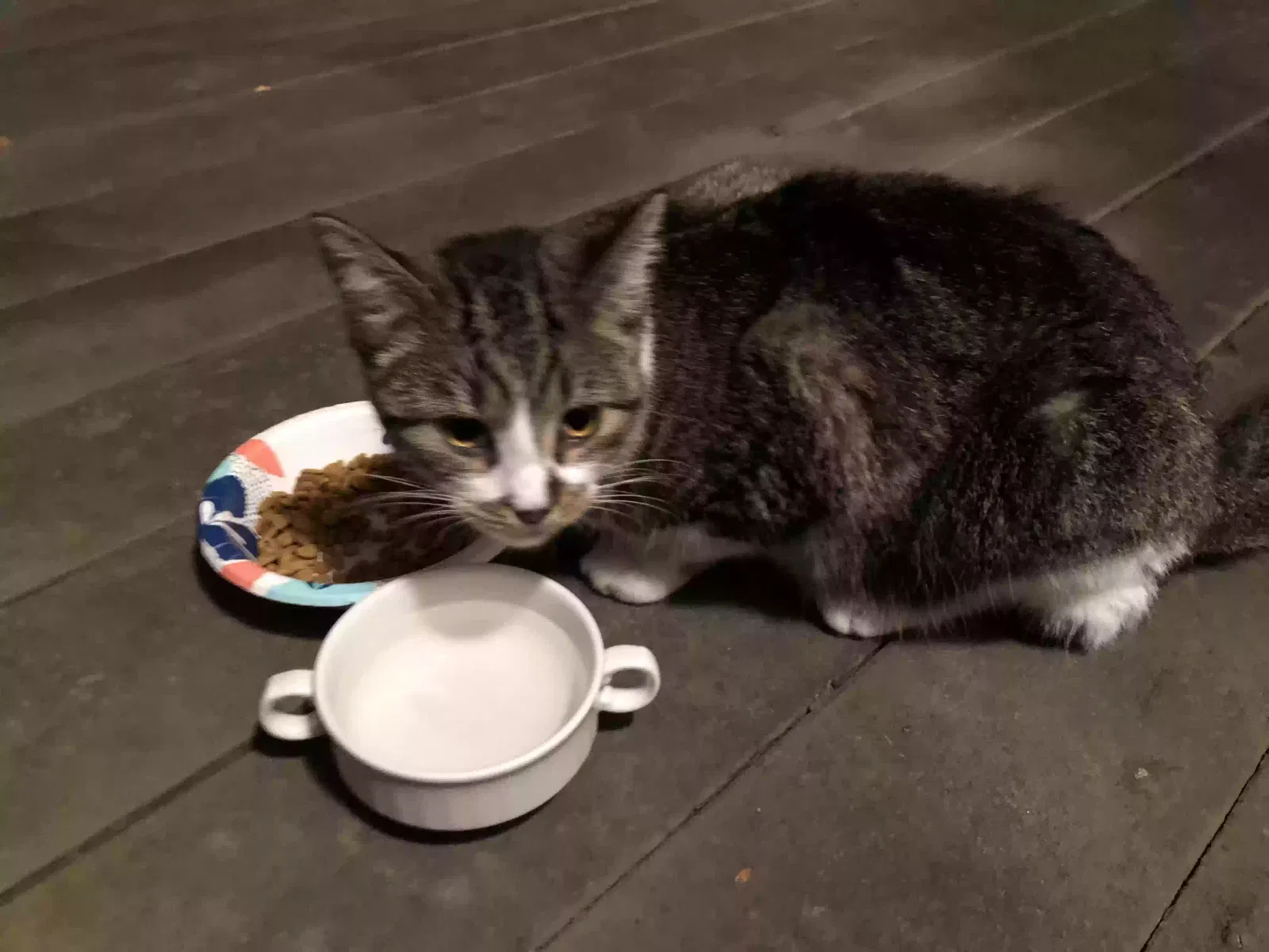 Found cat in Mount Pleasant, SC, 29464