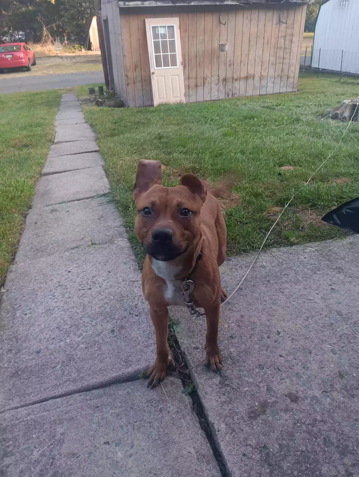 Found dog in Coal Township, PA, 17866