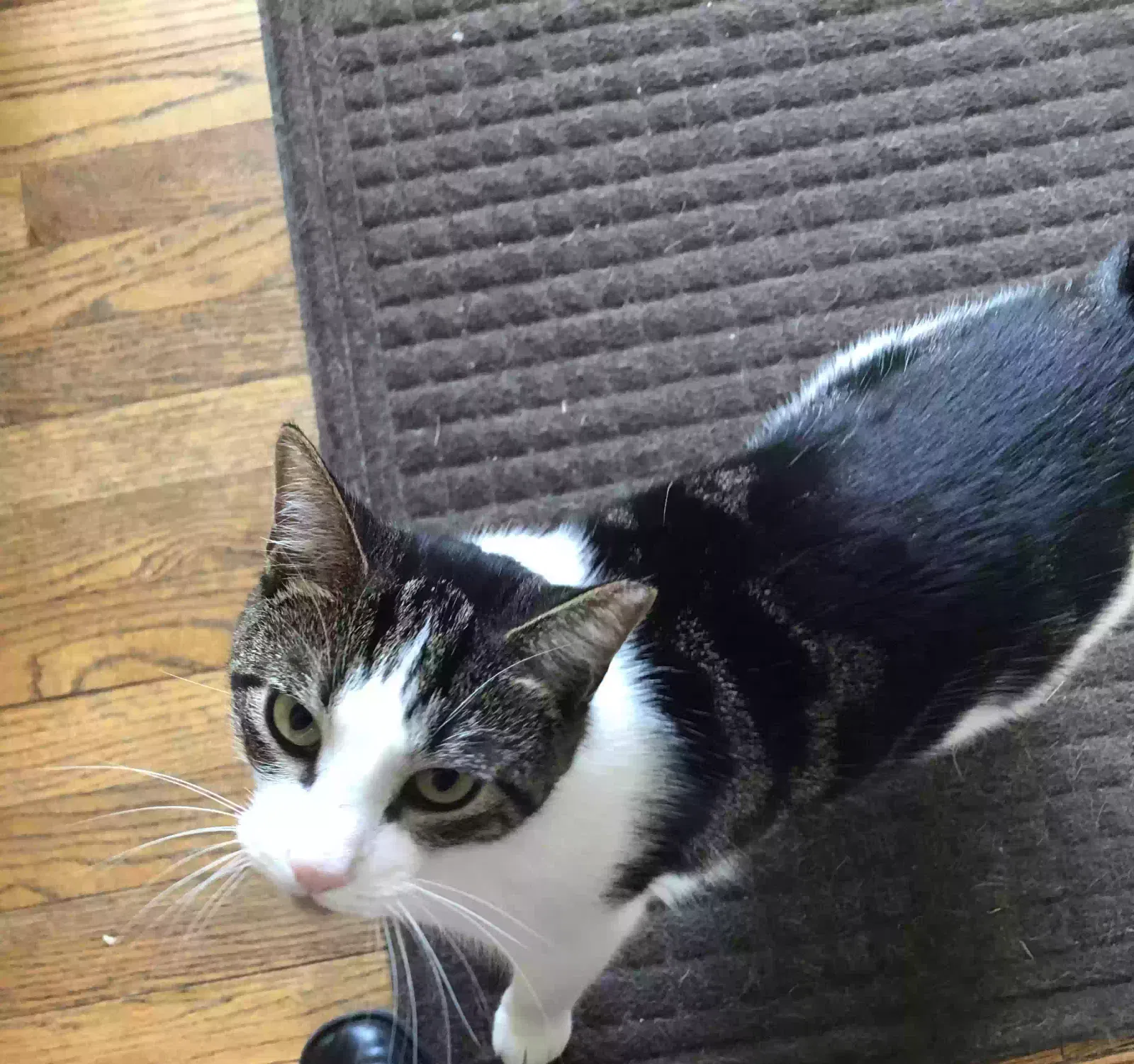 Lost cat in Twinsburg, OH, 44087
