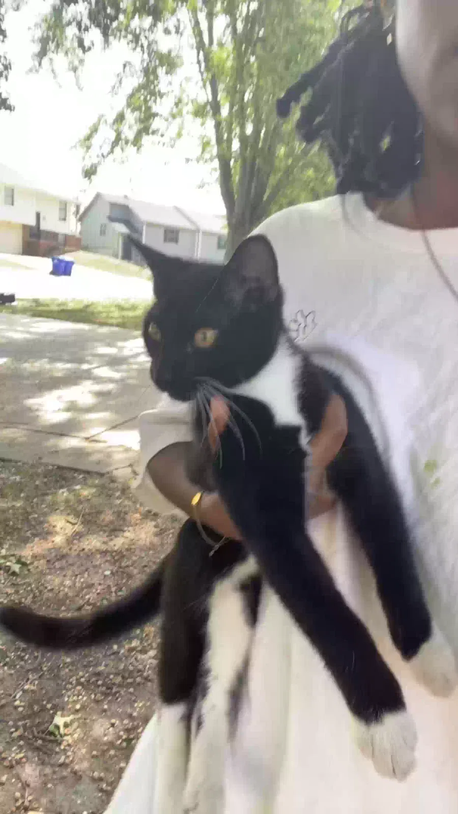 Found cat in Grandview, MO, 64030