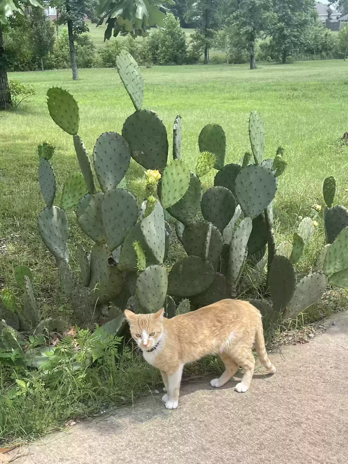 Lost cat in Alexander, AR, 72002
