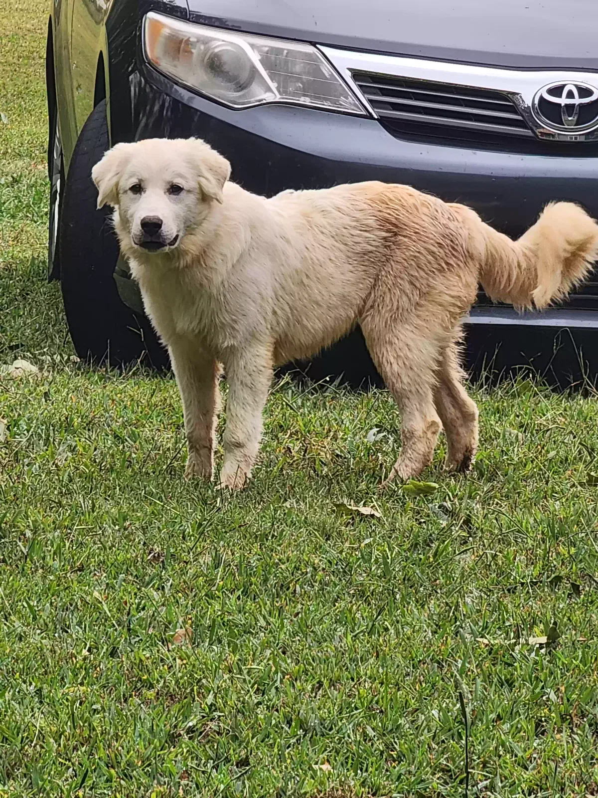 Found dog in Somerville, AL, 35670