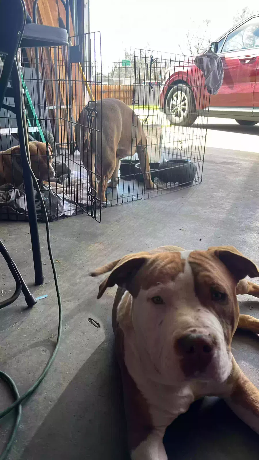 Lost dog in Fresno, CA, 93727