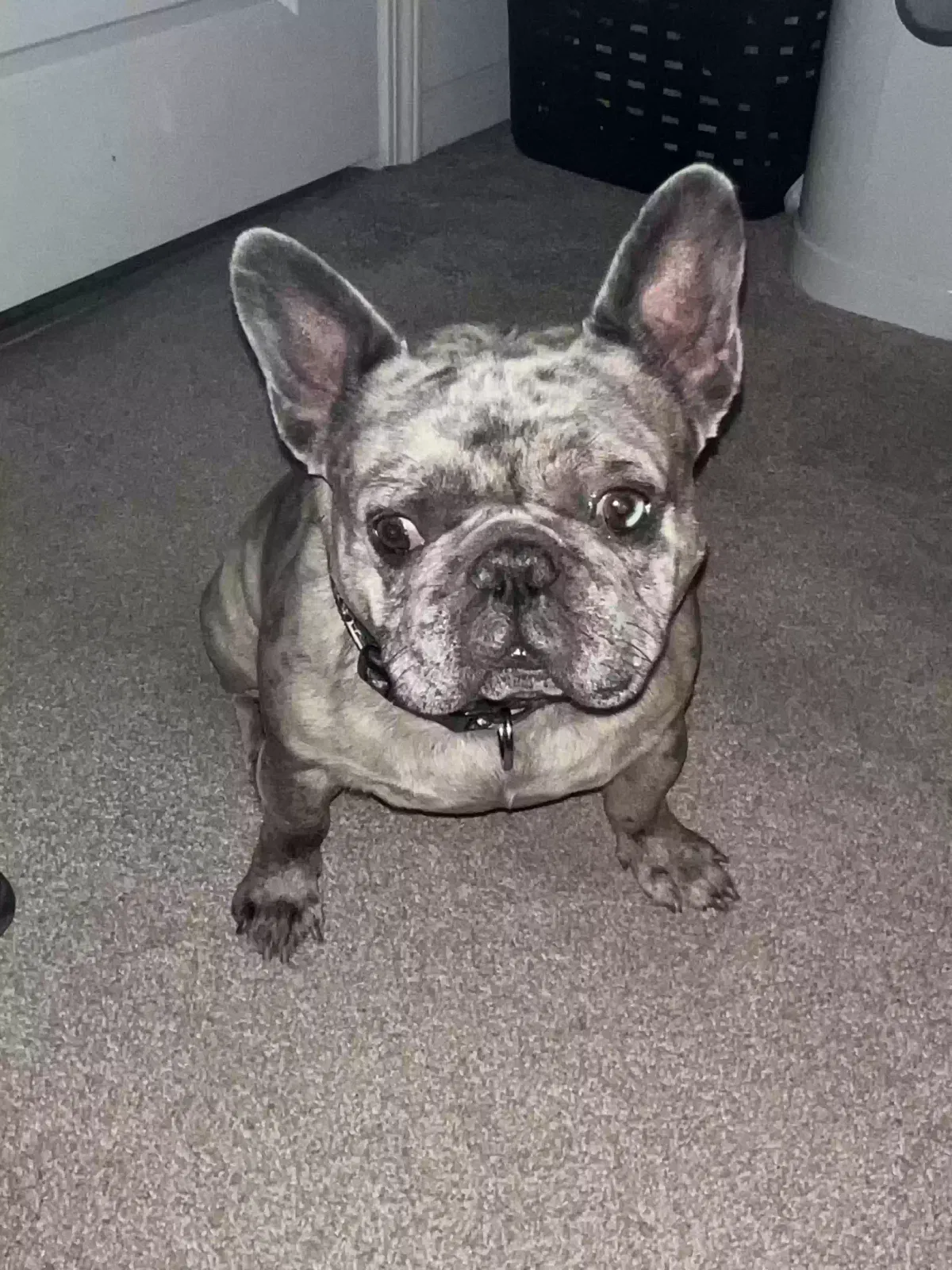 Lost dog in Chino, CA, 91710
