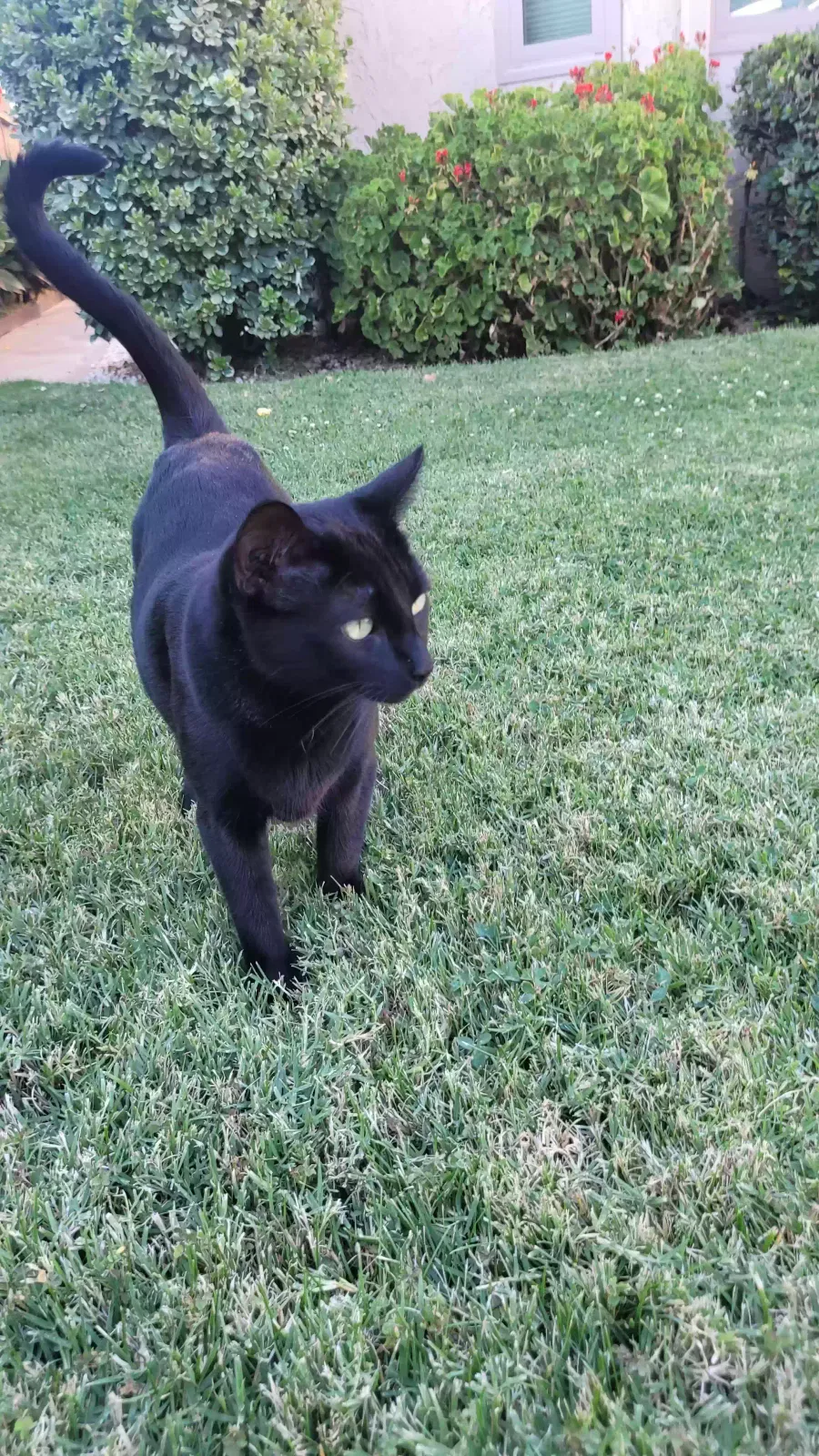 Lost cat in Manteca, CA, 95336