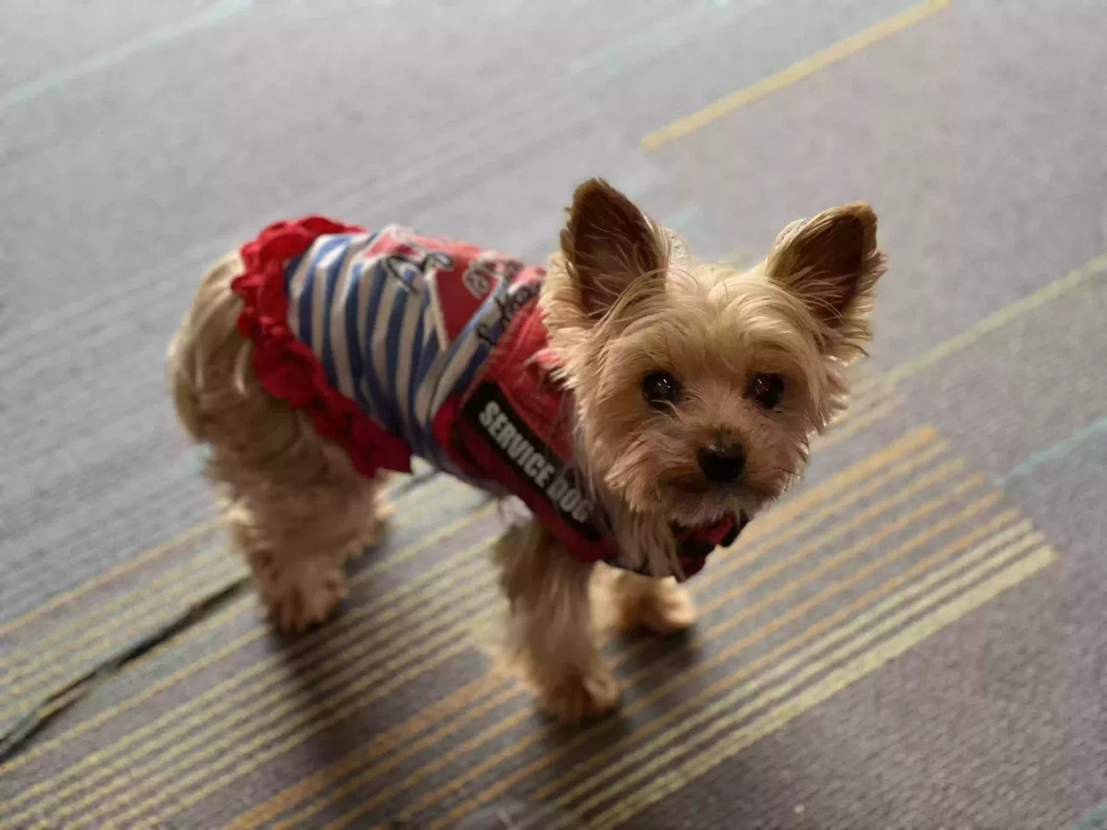 Lost dog in Pacifica, CA, 94044