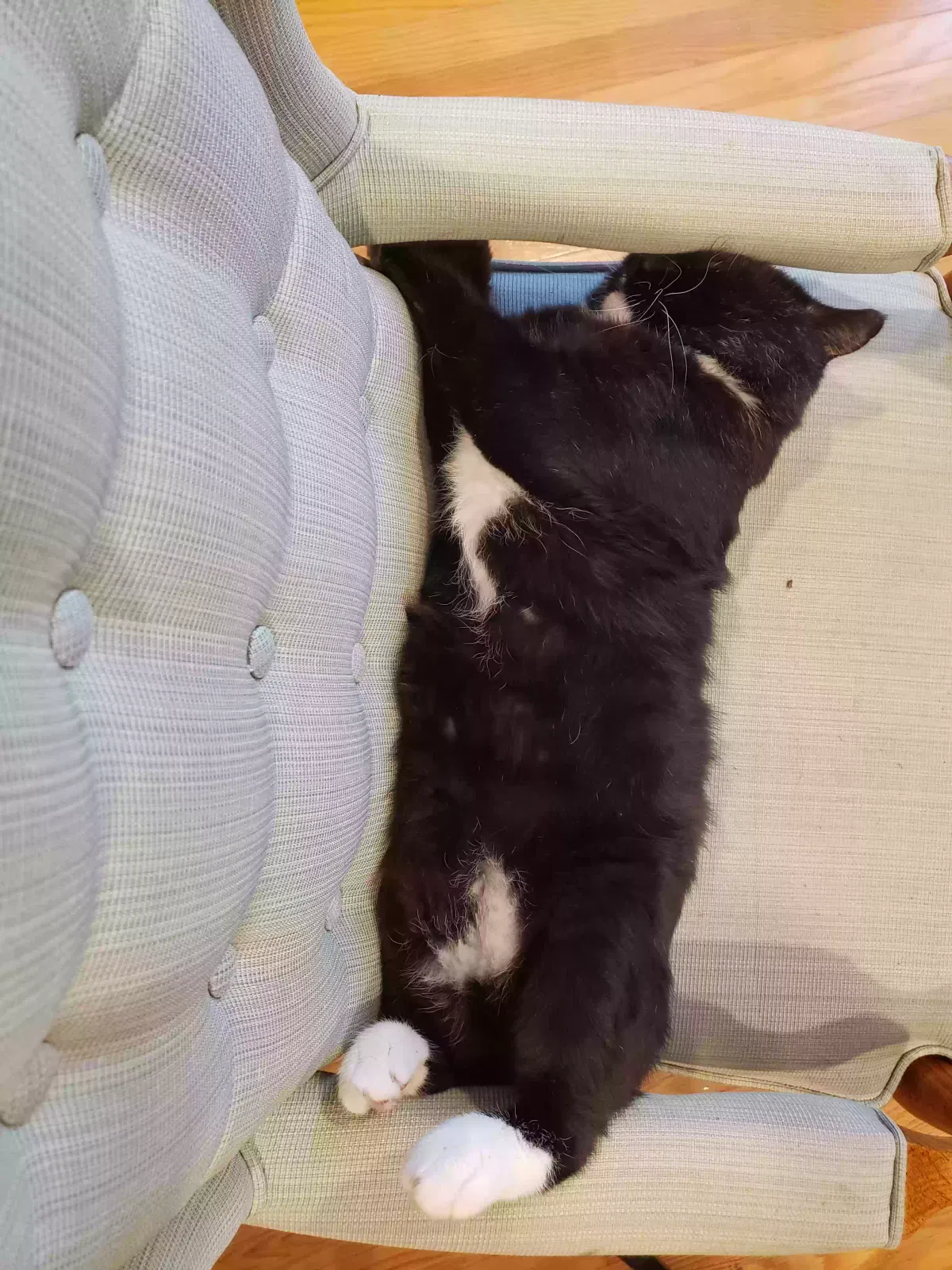 Lost cat in New Orleans, LA, 70122